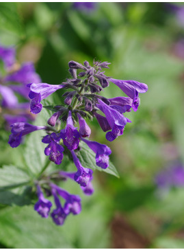 Nepeta 'Weinheim Summer Blues'
