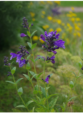 Nepeta yunnanensis