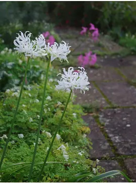 Nerine undulata (Flexuosa Group) 'Alba'