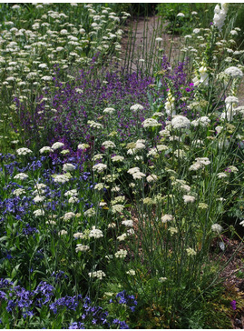 Oenanthe pimpinelloides  (W&B-BG-B-10)