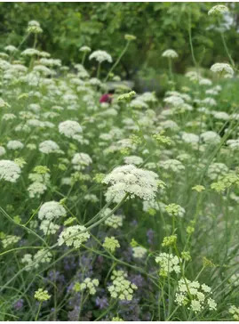 Oenanthe pimpinelloides  (W&B-BG-B-10)