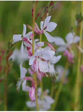 Oenothera lindheimeri 'Jo Adela'