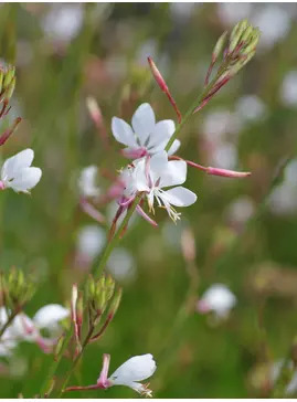 Oenothera sinuosa
