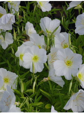 Oenothera speciosa 'Jane's White' 