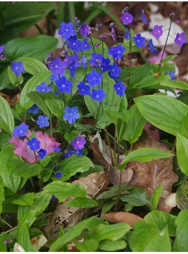 Omphalodes verna