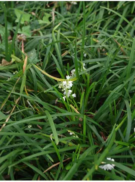Ophiopogon planiscapus