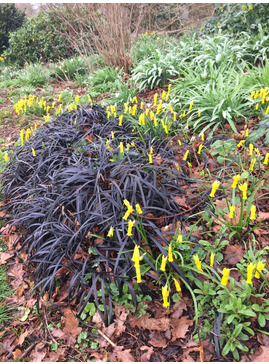 Ophiopogon planiscapus 'Kokuryu' 