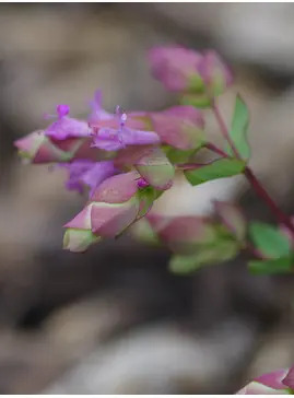 Origanum 'Bristol Cross'