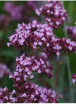 Origanum laevigatum 'Herrenhausen'