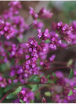 Origanum laevigatum 'Hopleys'