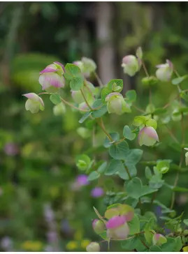 Origanum rotundifolium 'Jan's Pink'
