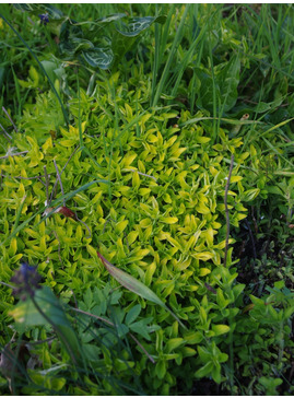 Origanum vulgare 'Aureum' Long-leafed form 1L