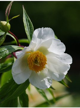 Paeonia 'Late Windflower'