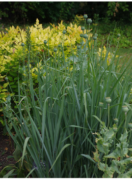 Panicum virgatum 'Dallas Blues'
