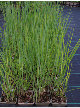 Panicum virgatum 'Heavy Metal'