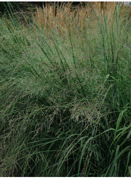 Panicum virgatum 'Northwind'