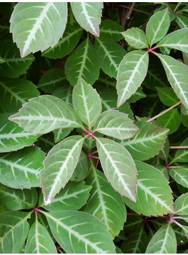 Parthenocissus henryana