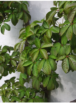Parthenocissus henryana