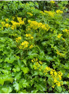 Patrinia triloba var. palmata