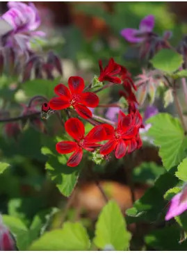 Pelargonium 'Ardens'