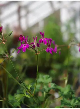 Pelargonium 'Deerwood Lavender Lad'