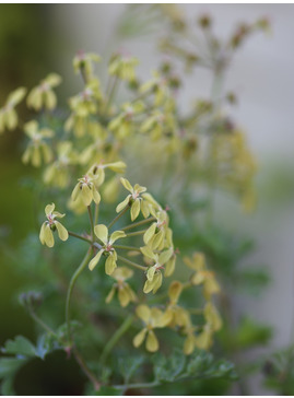 Pelargonium gibbosum