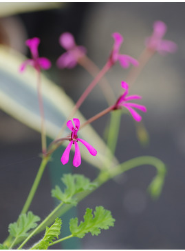 Pelargonium ionidiflorum