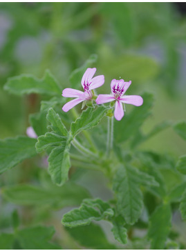 Pelargonium 'Rober's Lemon Rose'