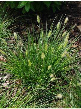 Pennisetum alopecuroides 'Little Bunny'