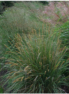 Grasses | Pennisetum - Beth Chatto's Plants & Gardens