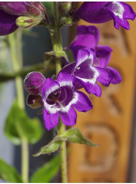 Penstemon cobaea