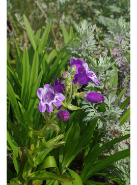Penstemon cobaea