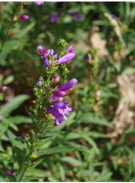 Penstemon heterophyllus 'Catherine de la Mare'