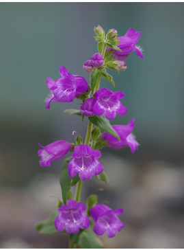 Penstemon hidalgensis