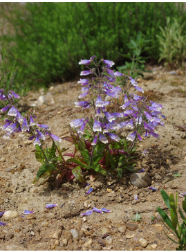 Penstemon hirsutus var. pygmaeus