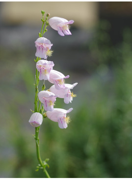 Penstemon palmeri