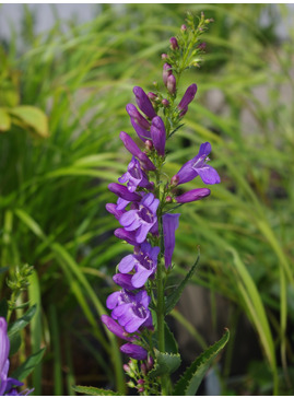 Penstemon venustus