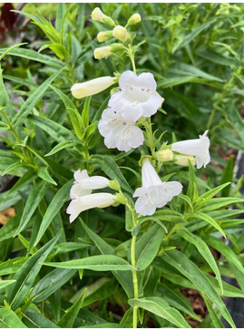 Penstemon 'White Bedder'