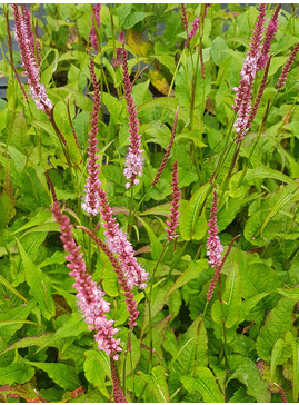Persicaria amplexicaulis 'Amethyst Summer' 