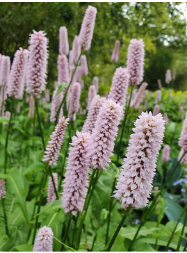 Persicaria bistorta subsp carnea - The Beth Chatto Gardens