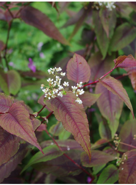Persicaria microcephala 'Red Dragon'