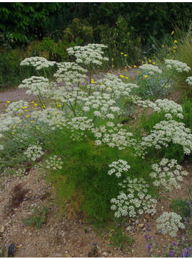 Peucedanum rablense