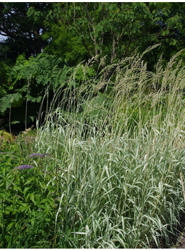 Phalaris arundinacea var. picta 'Feesey'