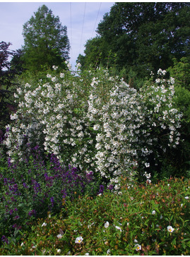 Philadelphus 'Casa Azul'