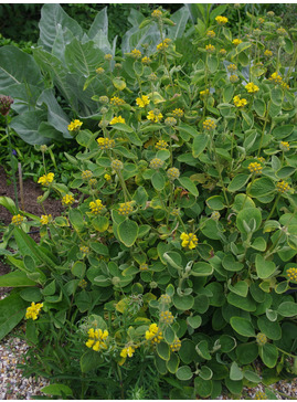 Phlomis chrysophylla