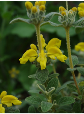 Phlomis lanata