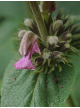 Phlomis samia