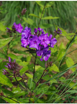 Phlox paniculata 'Blue Paradise'
