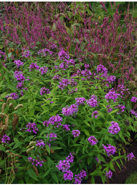 Phlox paniculata 'Jeana'