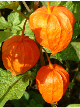 Physalis alkekengi var. franchetii 'Gigantea'